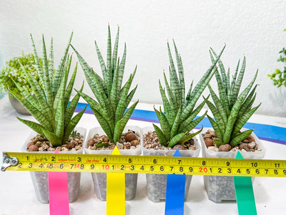 Sansevieria Epine Verte (#AC27) | Rare Exotic Flora