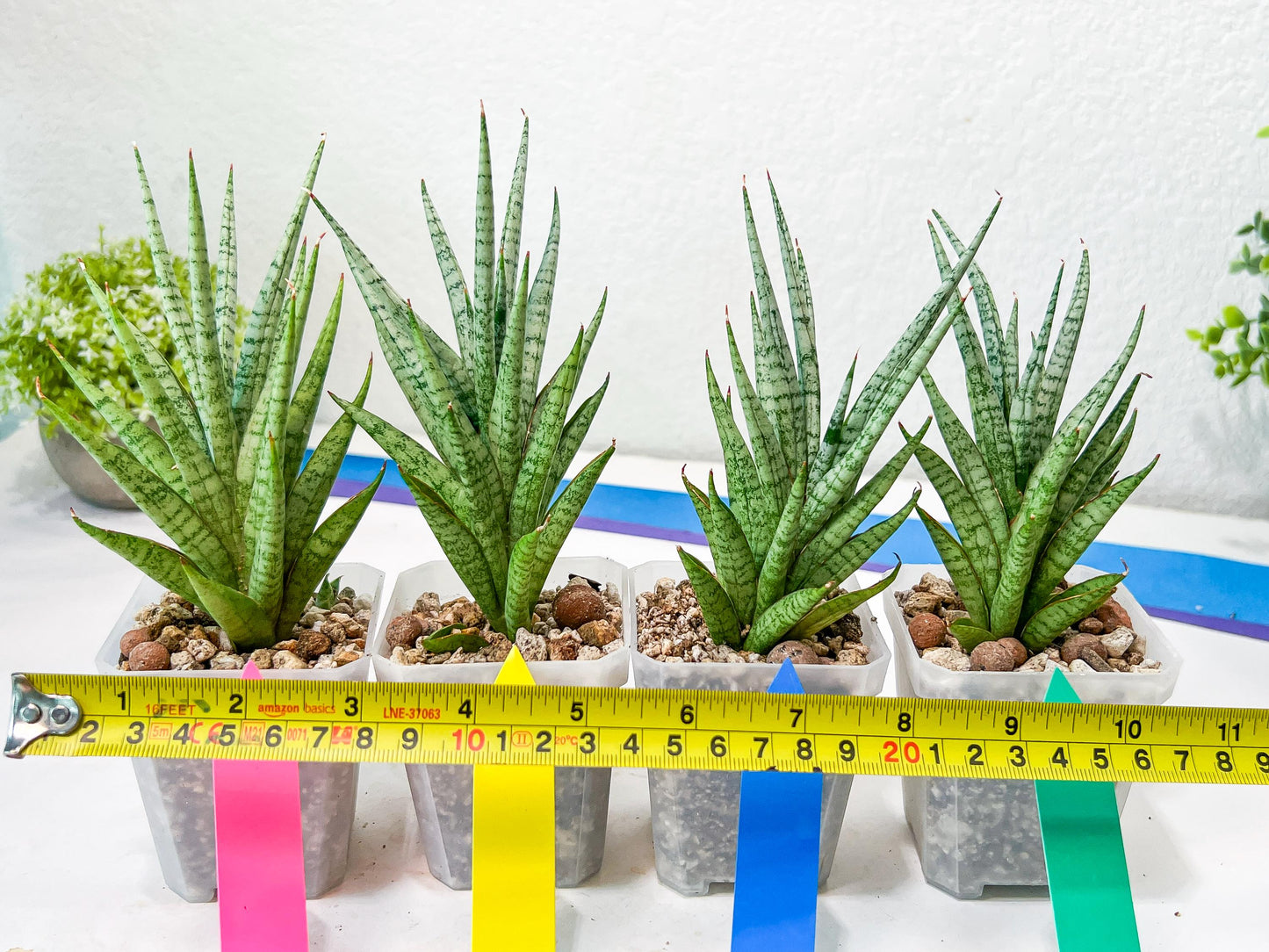 Sansevieria Epine Verte (#AC27) | Rare Exotic Flora