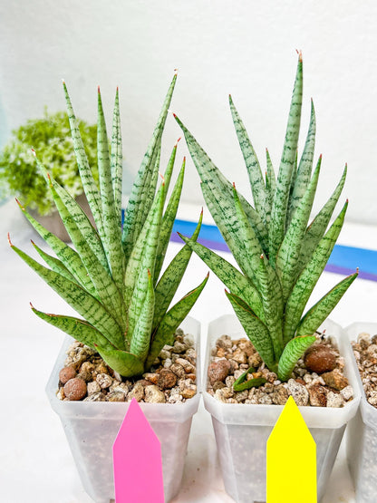 Sansevieria Epine Verte (#AC27) | Find Your Perfect Exotic Flora