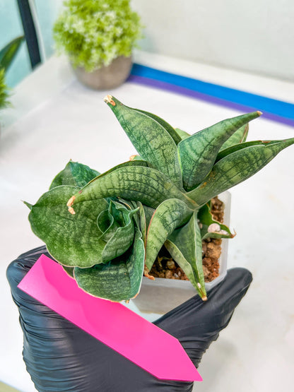 Sansevieria Lion Heart (#AC31) | Imported Snake Plant