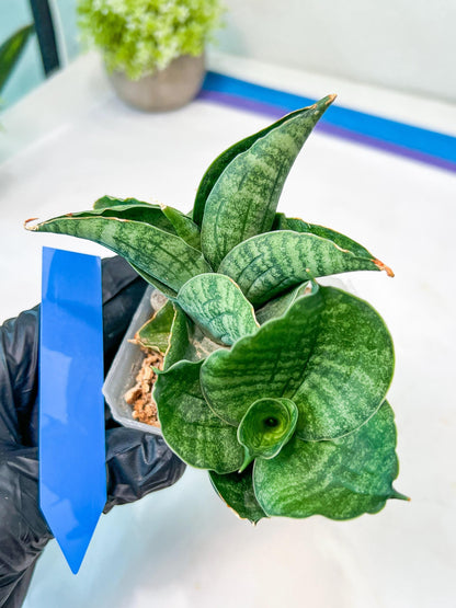 Sansevieria Lion Heart (#AC31) | Imported Snake Plant