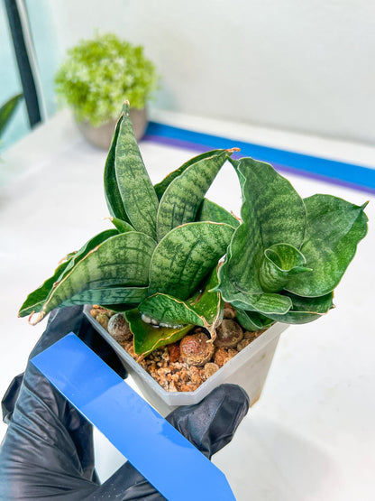 Sansevieria Lion Heart (#AC31) | Imported Snake Plant