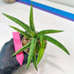 Sansevieria Lemon (#AC48) | New type of Imported Hybrids