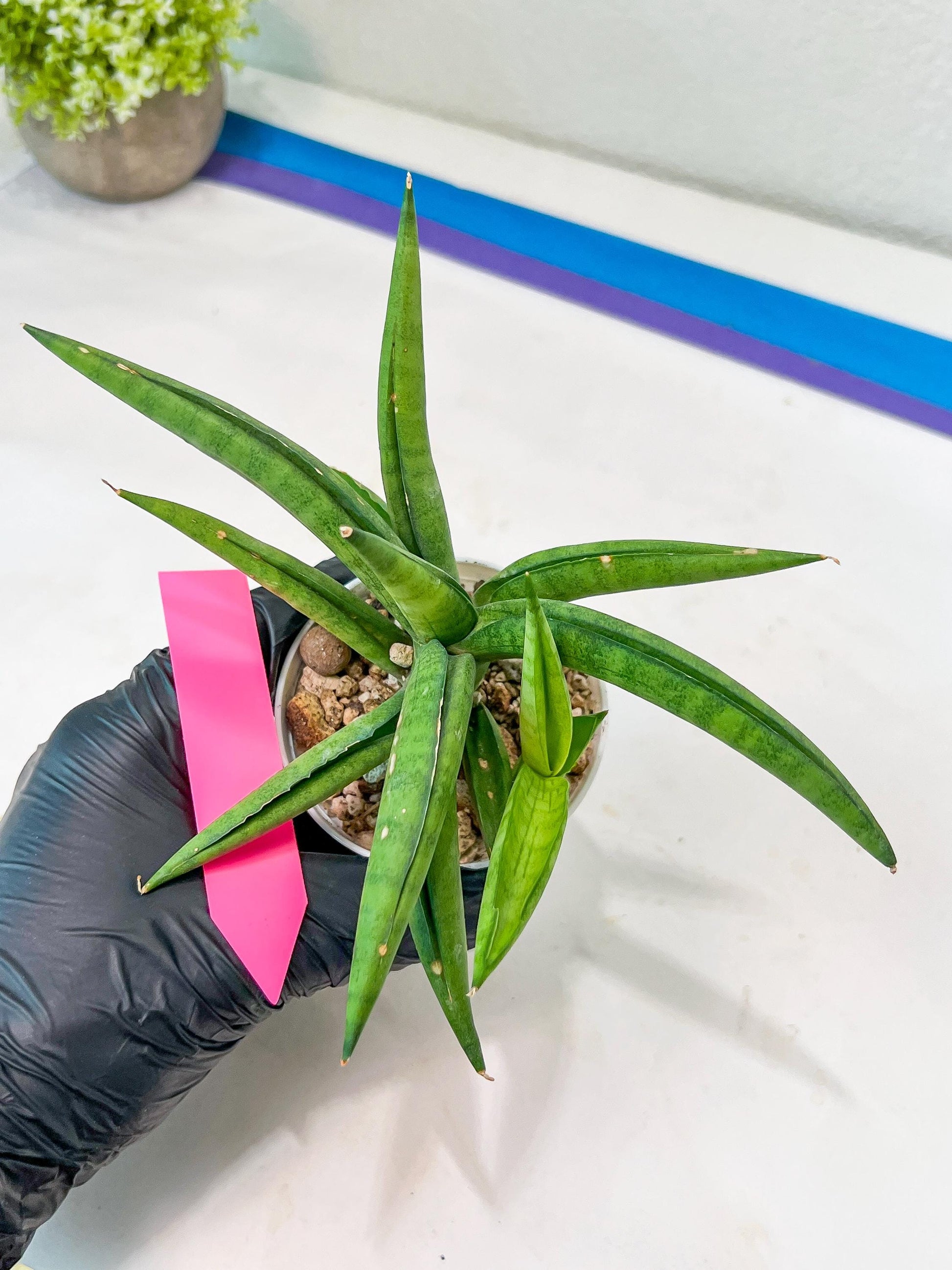 Sansevieria Lemon (#AC48) | New type of Imported Hybrids