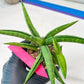 Sansevieria Lemon (#AC48) | New type of Imported Hybrids