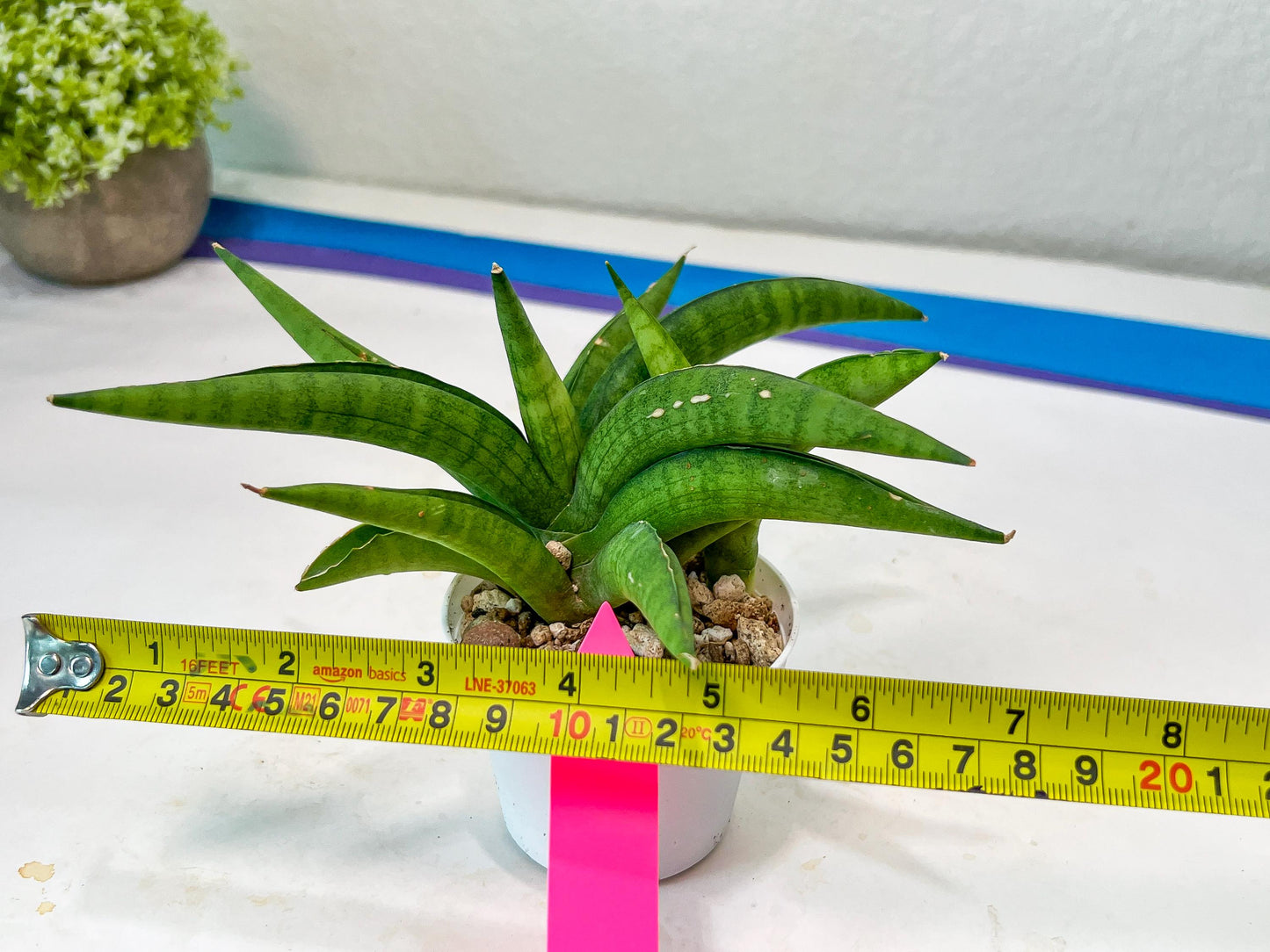 Sansevieria Lemon (#AC48) | New type of Imported Hybrids
