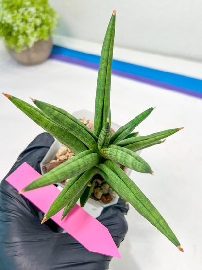 Sansevieria Repeta (#AC50) | Uncover an Exotic Botanical Wonder