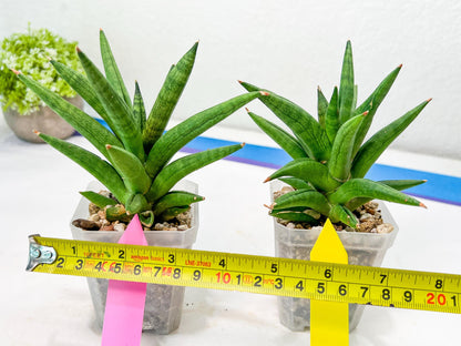 Sansevieria Repeta (#AC50) | Uncover an Exotic Botanical Wonder