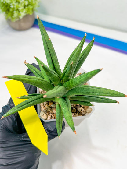 Sansevieria Repeta (#AC50) | Uncover an Exotic Botanical Wonder