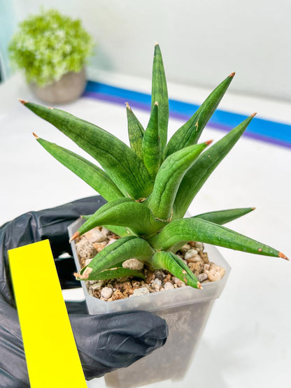 Sansevieria Repeta (#AC50) | Uncover an Exotic Botanical Wonder