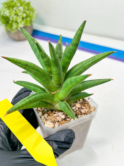 Sansevieria Repeta (#AC50) | Uncover an Exotic Botanical Wonder