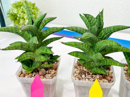Sansevieria Ch.Enanansi (#AC52) | Rare Imported Snake Plants