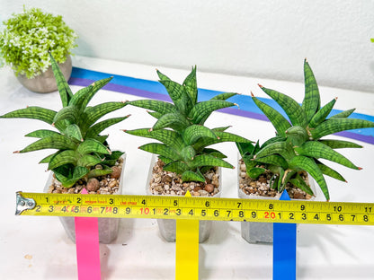 Sansevieria Ch.Enanansi (#AC52) | Rare Imported Snake Plants