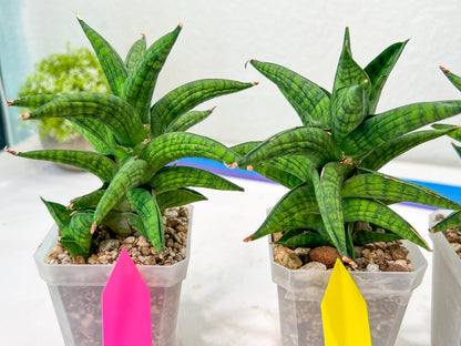 Sansevieria Ch.Enanansi (#AC52) | Rare Imported Snake Plants