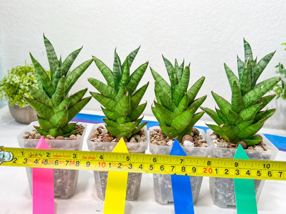 sansevieria Pagoda Indonesia (#AC53) | Rare Imported Snake Plants
