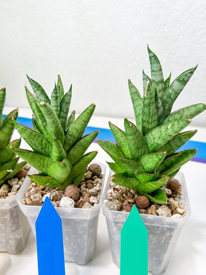 sansevieria Pagoda Indonesia (#AC53) | Rare Imported Snake Plants