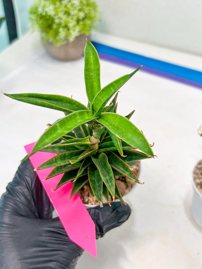 Sansevieria Hybrid Black Eye (AC54) | Imported Snake Plant