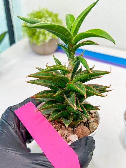 Sansevieria Hybrid Black Eye (AC54) | Imported Snake Plant