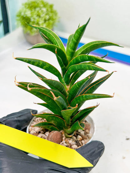 Sansevieria Hybrid Black Eye (AC54) | Imported Snake Plant