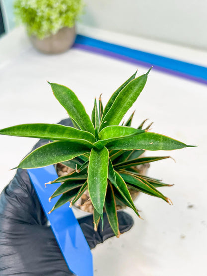Sansevieria Hybrid Black Eye (AC54) | Imported Snake Plant