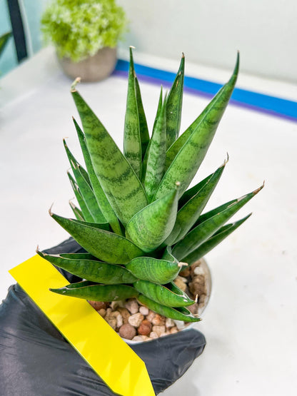 Sansevieria Chaicana (AC57) | Rare Imported House Plants