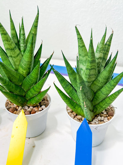 Sansevieria Chaicana (AC57) | Rare Imported House Plants