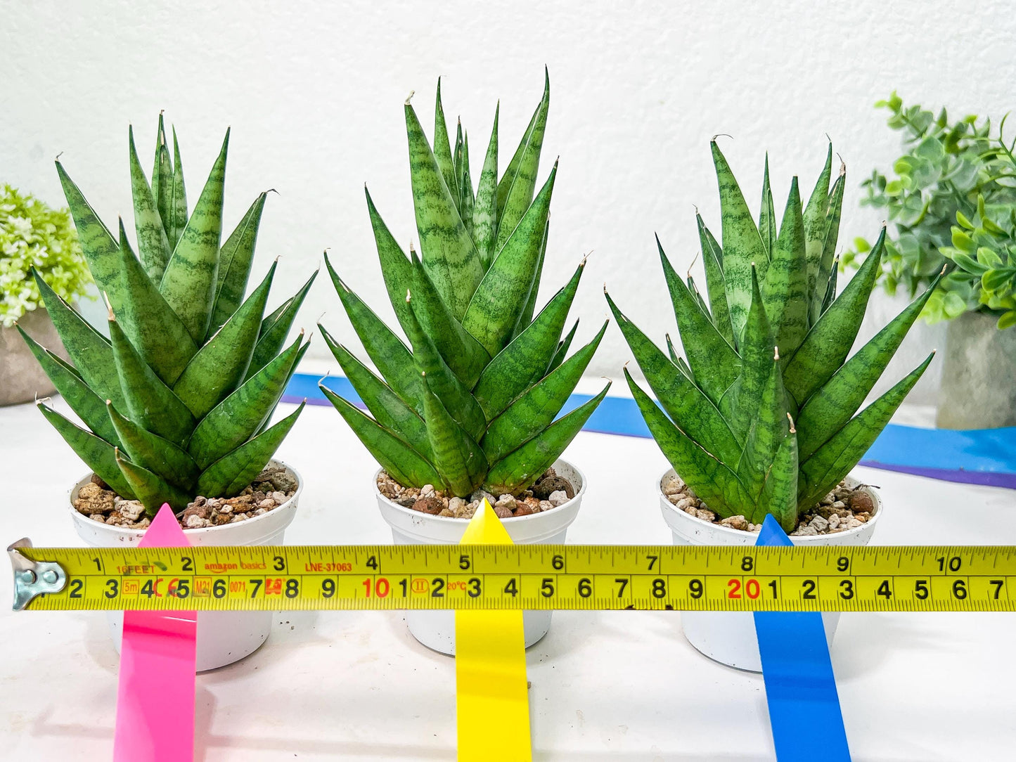 Sansevieria Chaicana (AC57) | Invest In Joy—Start With a Rare Plant
