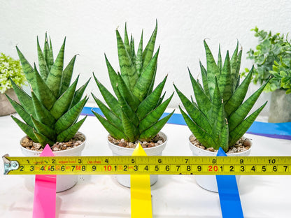 Sansevieria Chaicana (AC57) | Rare Imported House Plants