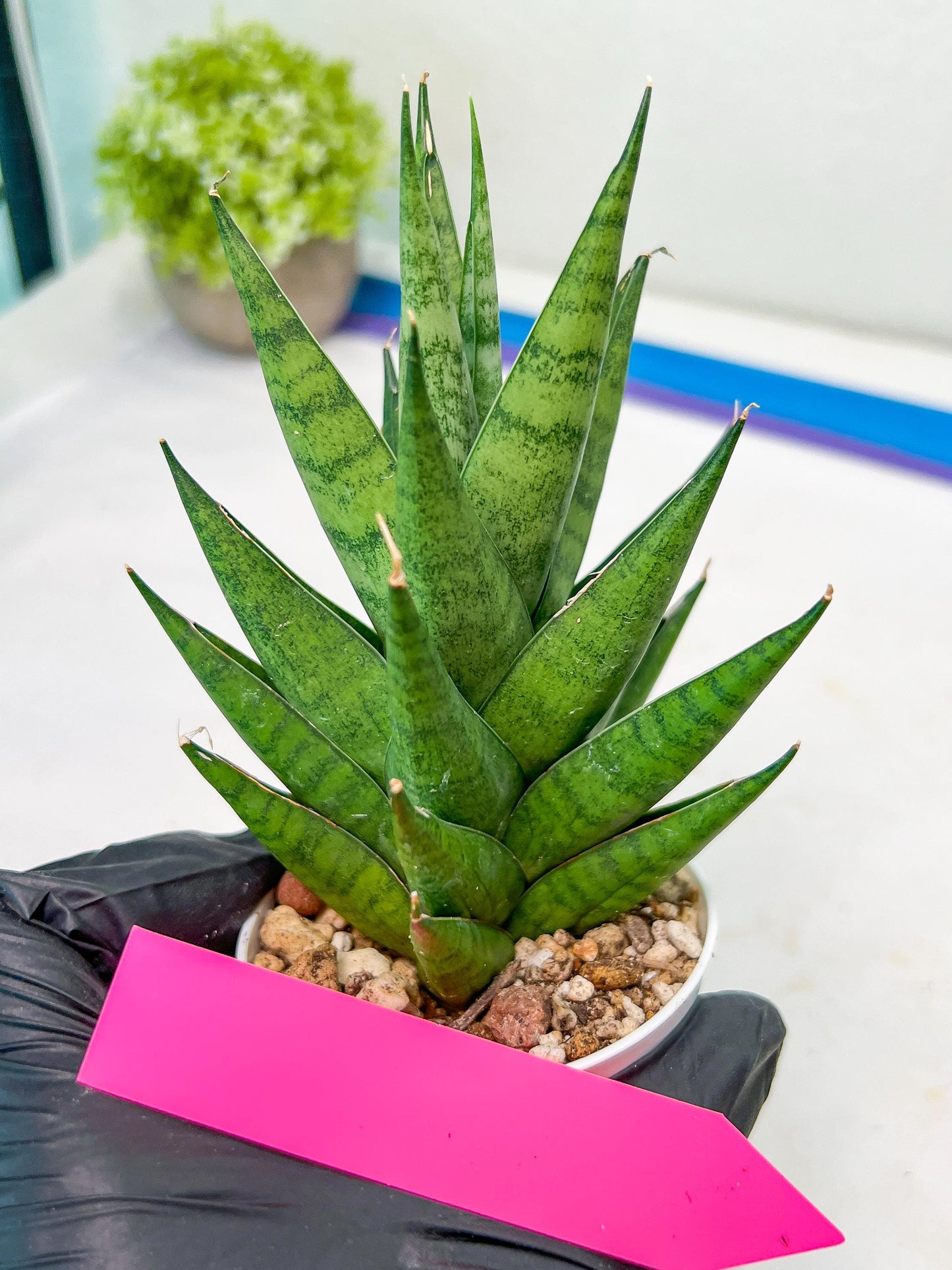 Sansevieria Chaicana (AC57) | Invest In Joy—Start With a Rare Plant