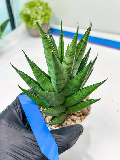 Sansevieria Chaicana (AC57) | Rare Imported House Plants