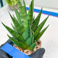 Sansevieria Chaicana (AC57) | Invest In Joy—Start With a Rare Plant