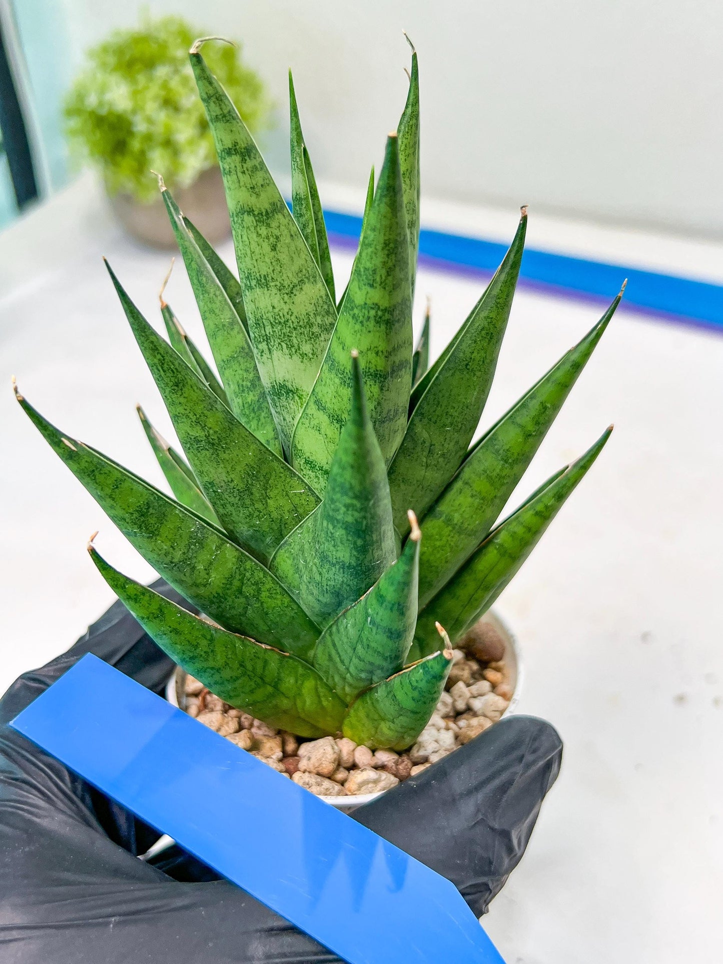 Sansevieria Chaicana (AC57) | Invest In Joy—Start With a Rare Plant