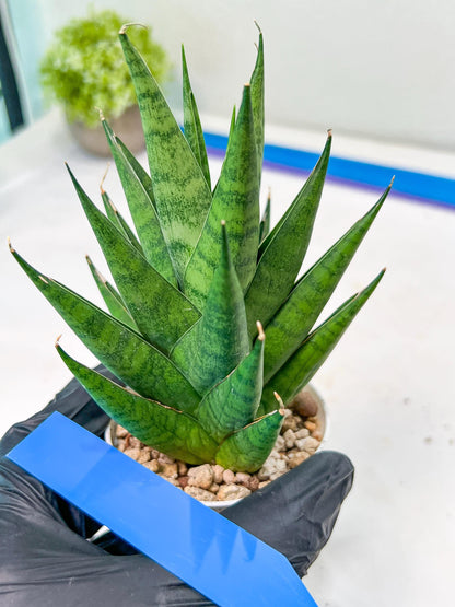 Sansevieria Chaicana (AC57) | Rare Imported House Plants