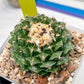 Echeveria Artich Cactus | Imported Cactus | Rare Succulent