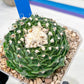 Echeveria Artich Cactus | Imported Cactus | Rare Succulent