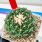 Echeveria Artich Cactus | Imported Cactus | Rare Succulent