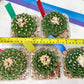 Echeveria Artich Cactus | Imported Cactus | Rare Succulent