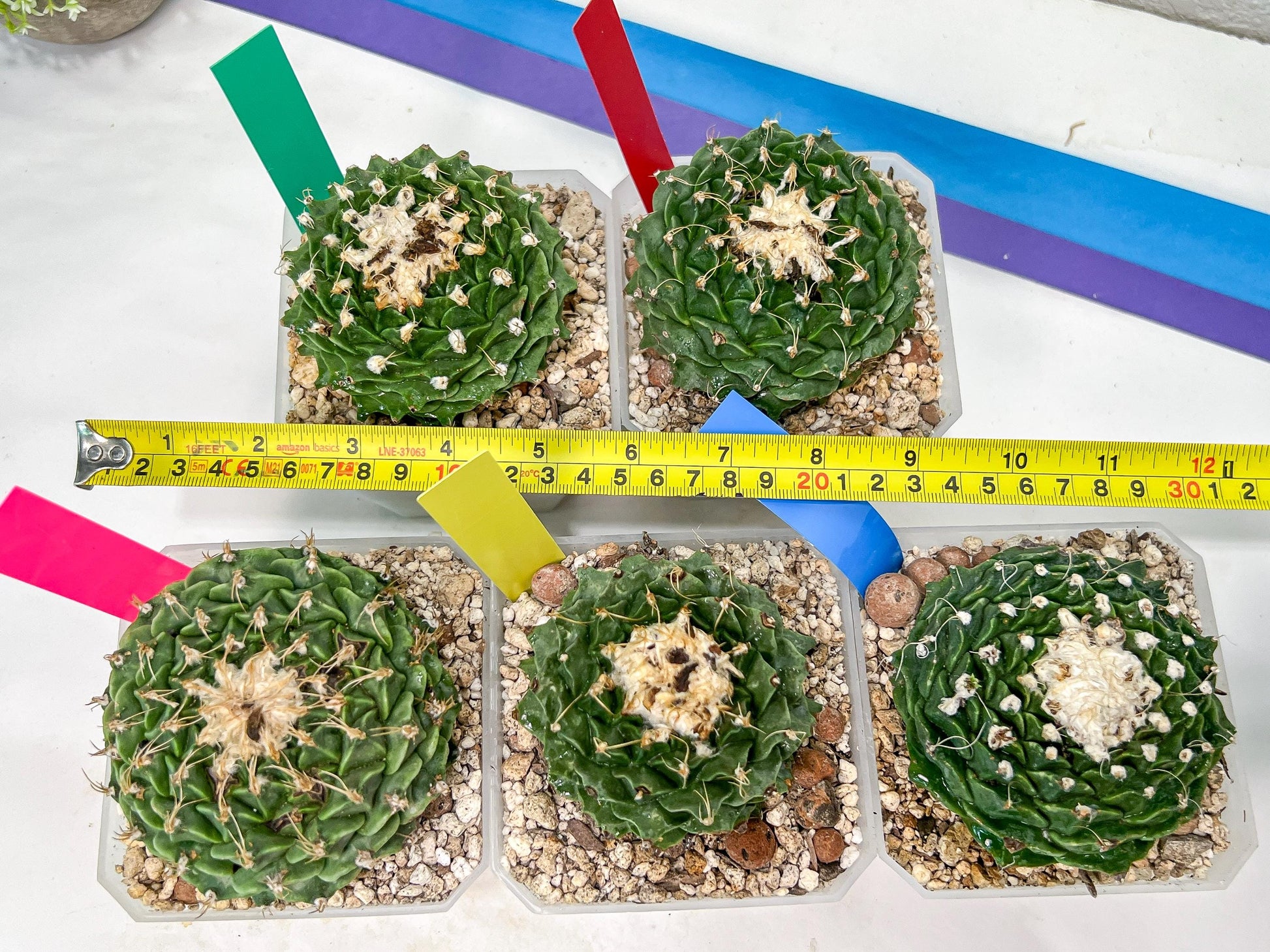 Echeveria Artich Cactus | Imported Cactus | Rare Succulent