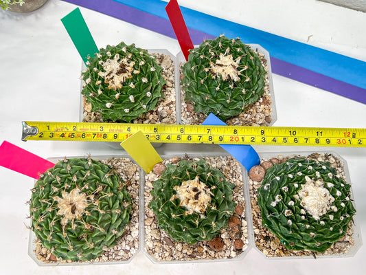 Echeveria Artich Cactus | Imported Cactus | Rare Succulent