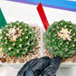 Echeveria Artich Cactus | Imported Cactus | Rare Succulent