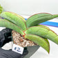 Sansevieria Banana (#1~2) | Bird Nest Plants | Rare Imported Plants