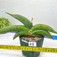 Sansevieria Banana (#3~5) | Bird Nest Plants | Rare Imported Plants