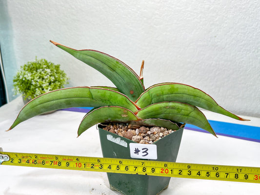 Sansevieria Banana (#3~5) | Bird Nest Plants | Rare Imported Plants
