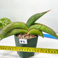 Sansevieria Banana (#3~5) | Bird Nest Plants | Rare Imported Plants