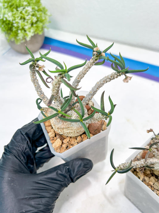 Euphorb cylindrifolia tuberifera | Vert rare Plant