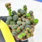 Maihueniopsis minuta Cactus | Imported Cactus | Rare Succulent