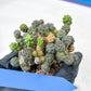 Maihueniopsis minuta Cactus | Imported Cactus | Rare Succulent