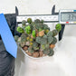 Maihueniopsis minuta Cactus | Imported Cactus | Rare Succulent