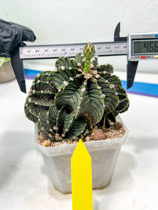 Gymnocalycium friedrichii cluster | Imported Cactus | Rare Succulent
