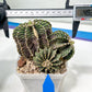 Gymnocalycium friedrichii cluster | Imported Cactus | Rare Succulent